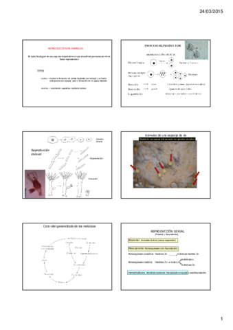 06 1 Reproducción animal.pdf