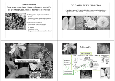 09 1 Espermafitas.pdf