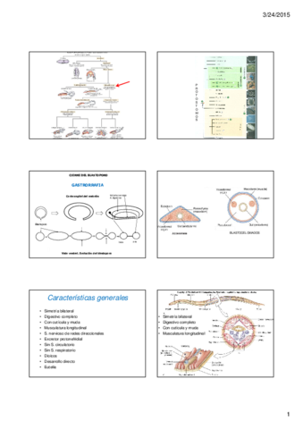 13 Triblasticos blastocelomados.pdf