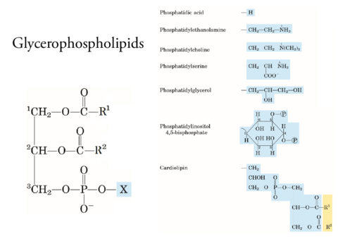 Lipids.pdf