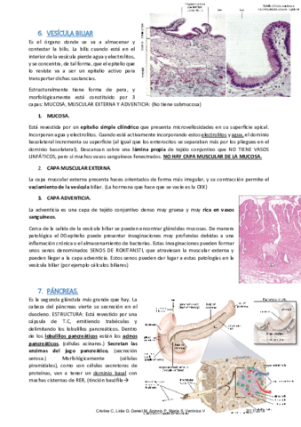 Apuntes histología M7 (2).pdf