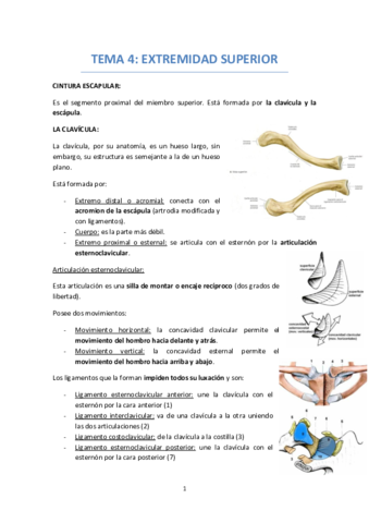 TEMA 4 EXTREMIDAD SUPERIOR.pdf