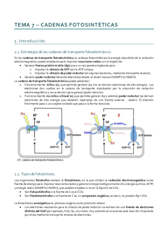 Bioenergética_Tema 7.pdf