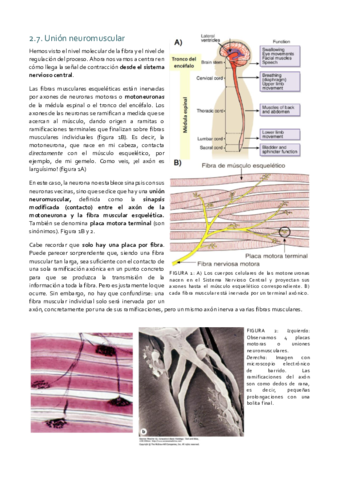 Histología_Tema 6 II.pdf