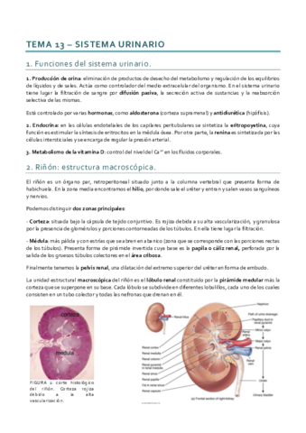 Histología_Tema 13.pdf