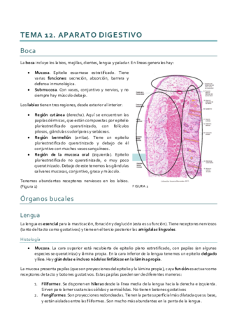 Histología_Tema 12.pdf