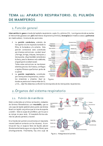 Histología_Tema 11.pdf