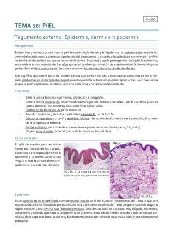 Histología_Tema 10.pdf