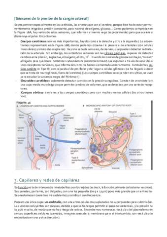 Histología_Tema 9 II.pdf