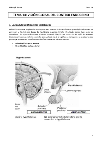 TEMA 14 FA final.pdf