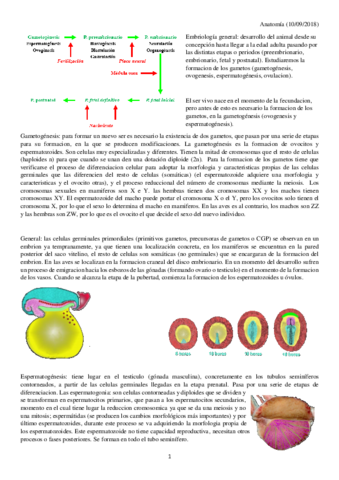 anatomia-convertido.pdf