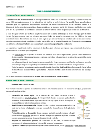 15-16-17-18-19-20-21. Plantas Terrestres (Briófitos y Cormófitos).pdf