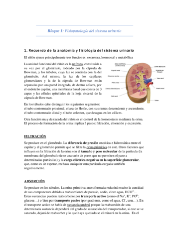 Bloque urinario.pdf