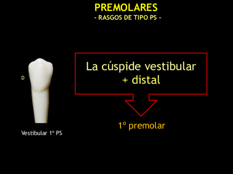 PREMOLARES (rasgos de tipo maxilares).pdf