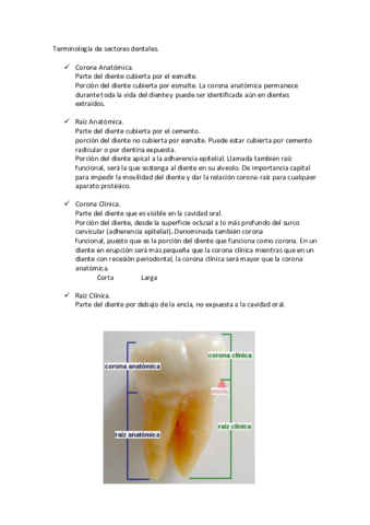 Anatomia dental- terminologia.pdf