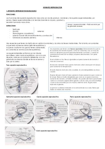APARATO REPRODUCTOR.pdf