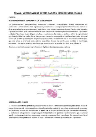 TEMA 6 diferenciación.pdf