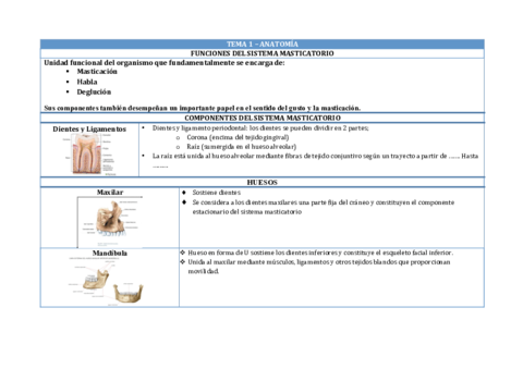 TEMA 1 – ANATOMÍA.pdf