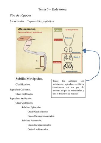 Tema 6 - Ecdysozoa II.pdf