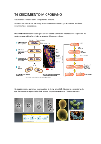 6 Microbiologia.pdf