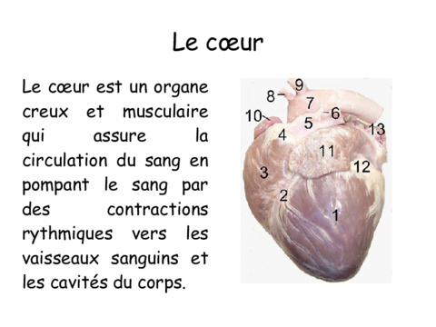 Le coeur.pdf