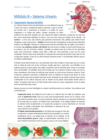 HISTOLOGIA M8 COMPLETOS.pdf