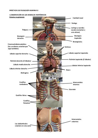 Prácticas fisiología humana II Anatomía.pdf
