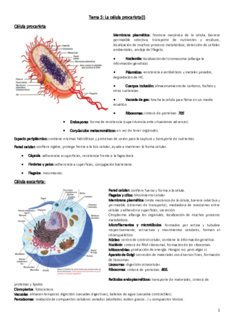 MICROBIOLOGÍA. TEMAS 5 (I Y II).pdf