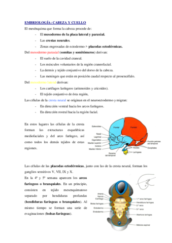 Embriologia.pdf