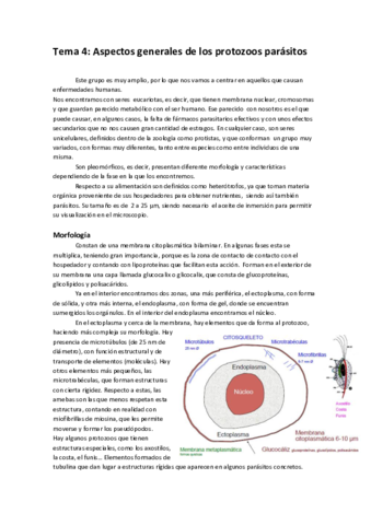 Tema 4 parasitologia.pdf