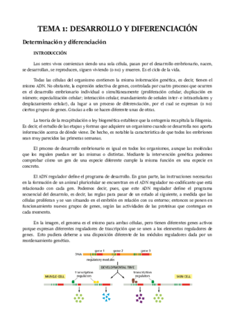 TEMA 1.pdf