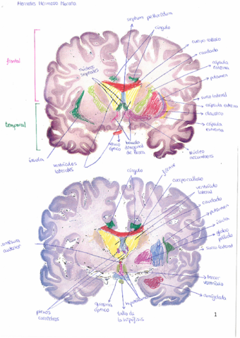 Láminas de neuroanatomía.pdf