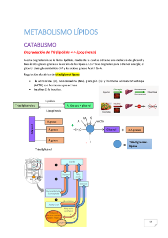metabolismo lipidos.pdf