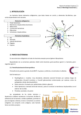 Tema 2_Morfologia y estructura bacteriana.pdf