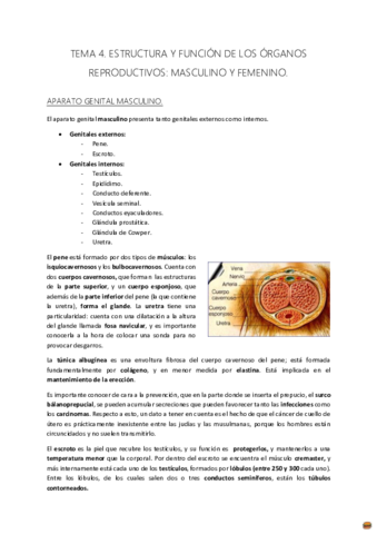 TEMA 4 MATERNO..pdf