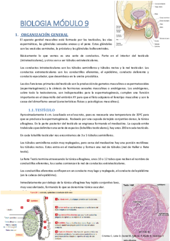 Apuntes_Reproductor Masculino.pdf