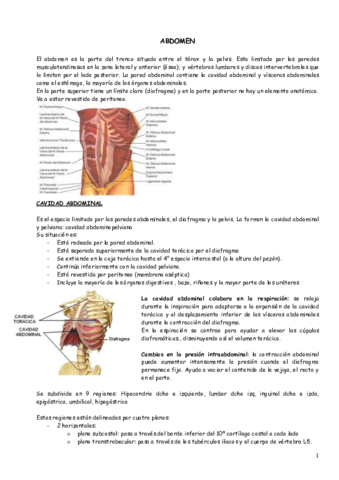 3.EL ABDOMEN.pdf