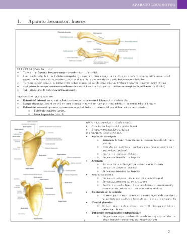 Anatomía - Resumen (HF)-3-45.pdf