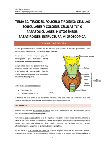 TEMA 30. TIROIDES. FOLÍCULO TIROIDEO CÉLULAS FOLICULARES Y COLOIDE ...