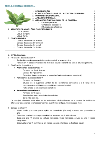 TEMA 6. CORTEZA CEREBRAL..pdf