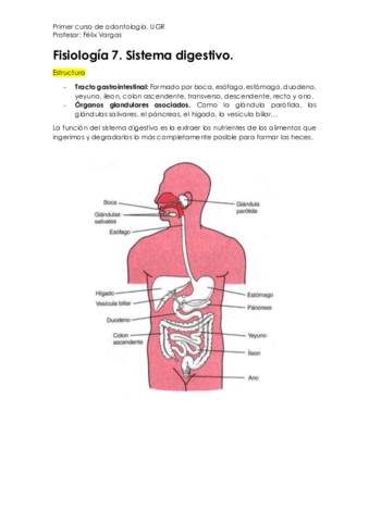 Fisiología 7. Sistema Digestivo..pdf