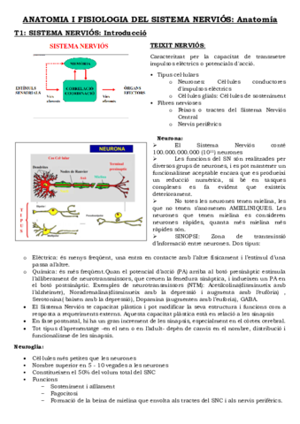 ANATOMIA SISTEMA NERVIÓS 1(1).pdf