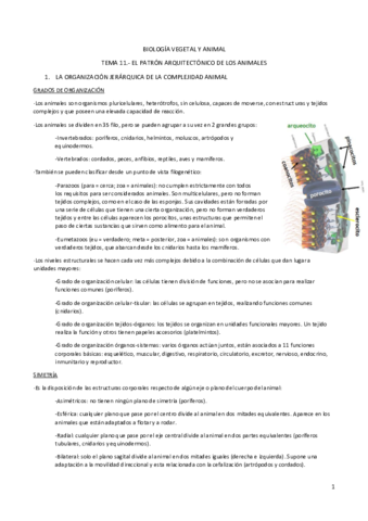 TEMA 11.pdf