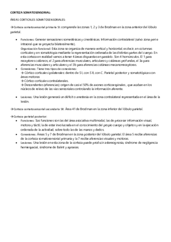 7. CORTEZA SOMATOSENSORIAL (2).pdf