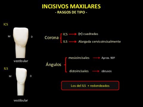 Incisivos Maxilares (Rasgos de Tipo)..pdf
