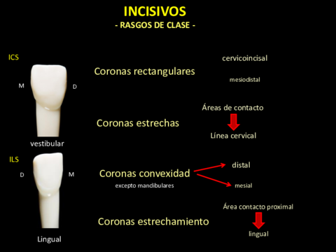 Incisivos (Rasgos de Clase)..pdf