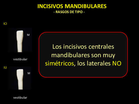 Incisivos Mandibulares (Rasgos de Tipo)..pdf