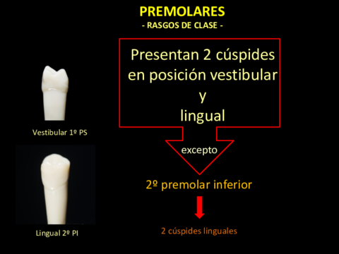 Premolares (Rasgos de Clase)..pdf