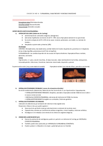 endocrino-SUPRARRENAL- PARATIROIDES Y PÁNCREAS.pdf