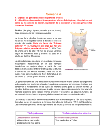 Bioca CDI - Semana 4 Tiroides.pdf